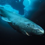 Greenland-Shark-Hudson-Bay-Labrador-Diving-Tourism-Blue-Sea-5k-800x600