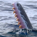 Зубы-кита-кашалота-фото-1024x683